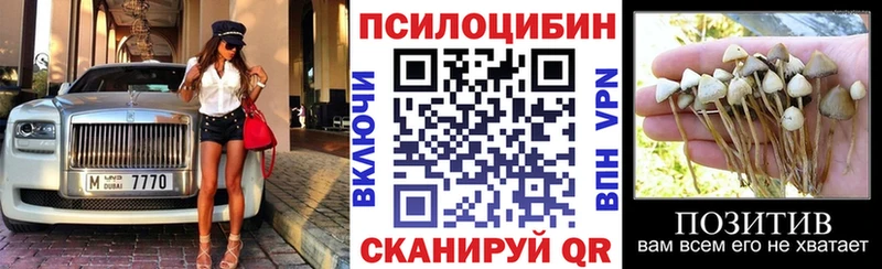 где купить наркоту  Киселёвск  Псилоцибиновые грибы Psilocybe 